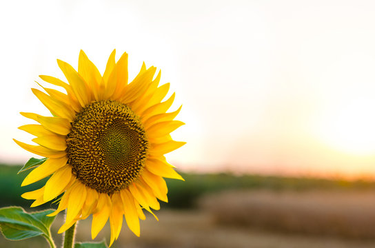 Beautiful summer landscape, sunflower and sunset, free space.