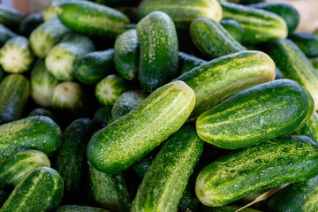 Fresh Cucumbers