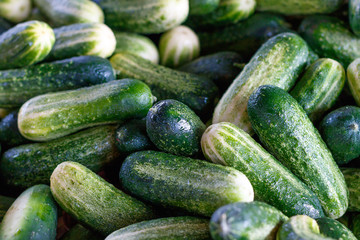 Fresh Cucumbers