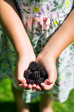 Tasty blackberries in children's hands.