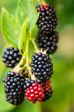 Branch with ripe blackberry.