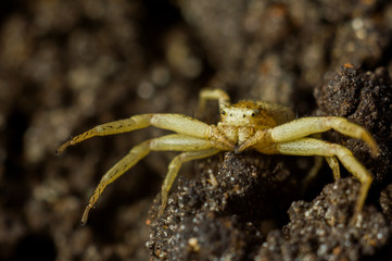 Spider Xysticus erraticus