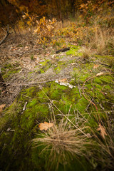 Autumn forest