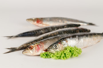 sardinen