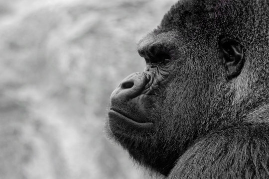 Gorille Profil N&B