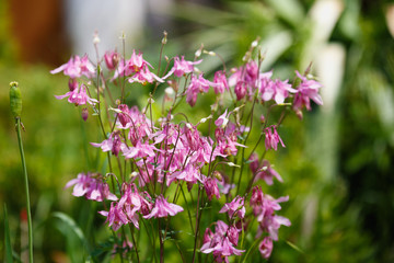 pink Aquilegia or granny's bonnet or columbine on the green field
