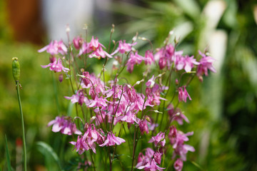 pink Aquilegia or granny's bonnet or columbine on the green field