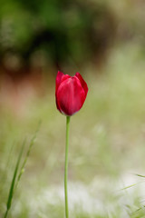 Fresh pink tulip on green blured background