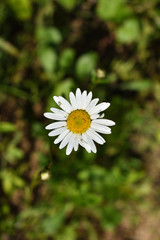 Obraz premium Chamomile flower