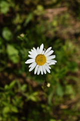 Chamomile flower