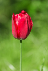 Fresh red tulip on green blured background