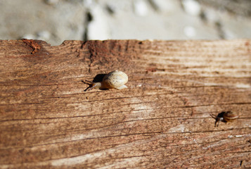 Small snails creep on a wooden board.