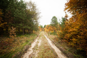 Fototapeta premium Autumn forest