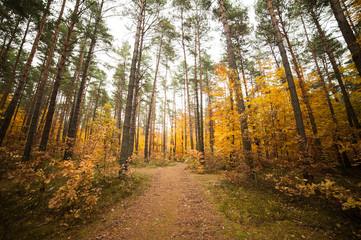 Autumn forest