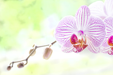 orchid, flower,floral, bunch, purple, violet bouquet, present, background