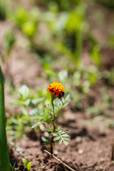 blooming flower Orange Tagetes on the ground on blured background. Gardening.