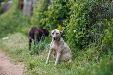 Unhappy white mongrel dogs in the green garden