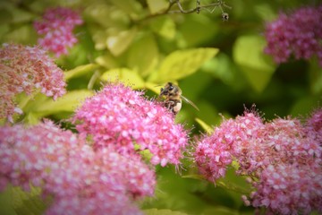 Abeille & fleurs de Spirée