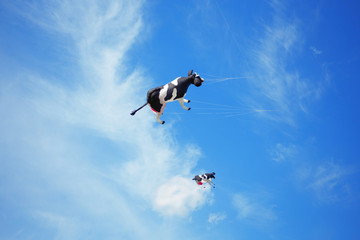 Naklejka na ściany i meble black white air cow kite flying in the sky. Kite festival