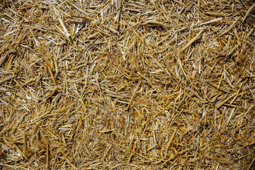 gold hay light pattern texture, hay background, hay concept, village
