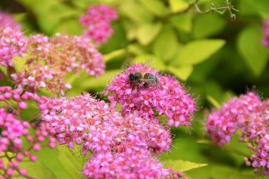 Abeille & fleurs de Spir&eacute;e