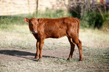little brown calf on chain looking to the camera. cow child