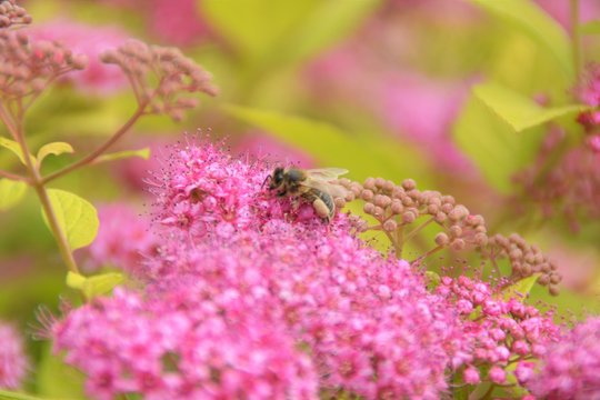 Abeille & fleurs de Spir&eacute;e