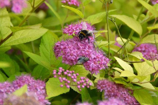 Bourdon & fleurs de Spir&eacute;e