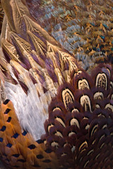 Naklejka na ściany i meble Colorful pheasant feathers background. abstract Vertical texture.
