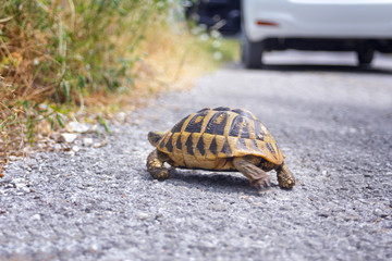 bright land tortoise turtle running on asphalt road after the car