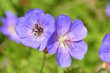 Fleur d'Aubrietia