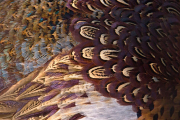 Colorful pheasant feathers background. abstract Horizontal texture.