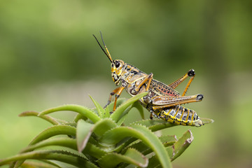 Fototapeta premium Large locust on a plant.