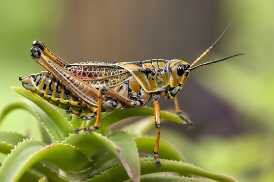 Macro image of a yellow locust.