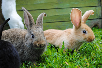 Rabbits on the grass