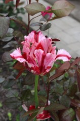 Motley tulip