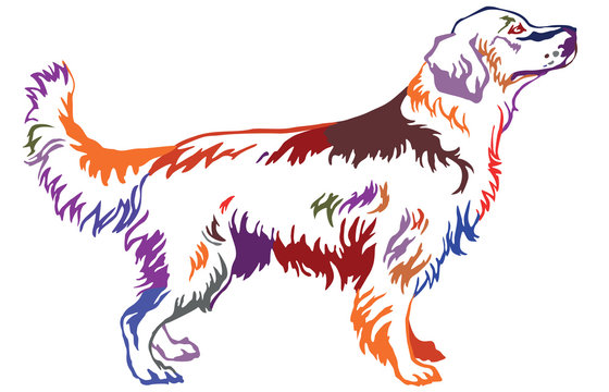 Colorful decorative standing portrait of dog golden retriever, vector illustration