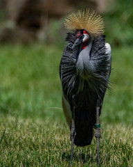 Fototapeta premium Crowned Crane