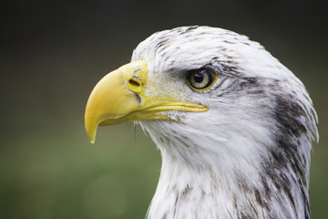 Aguila - cabeza