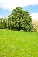Blooming  chestnut tree at the top of the hill