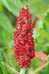 Blüte eines Essigbaumes 