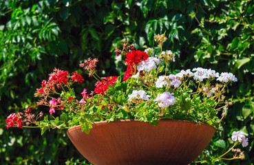 Geranium in flowerpot outdoor.