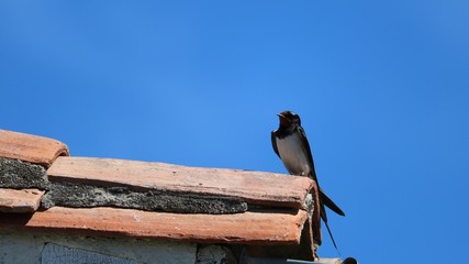 Hirondelle des fenêtres