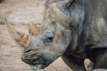 Fototapeta premium Single Horn Rhino 