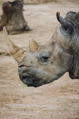 Single Horn Rhino 