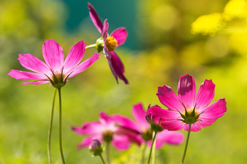 Purple flowers in the backlight. Beautiful cosmos in the field.