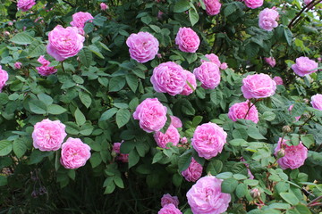 Pink English roses