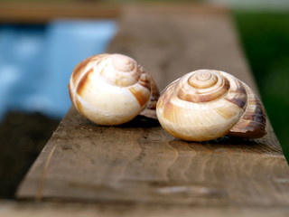 Schneckenhaus auf Holz