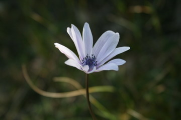 Closeup of a flower