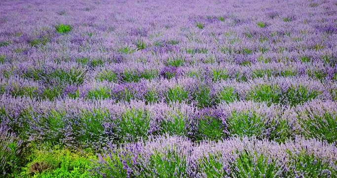 Aerial Drone View Of Lavender Flowers Field